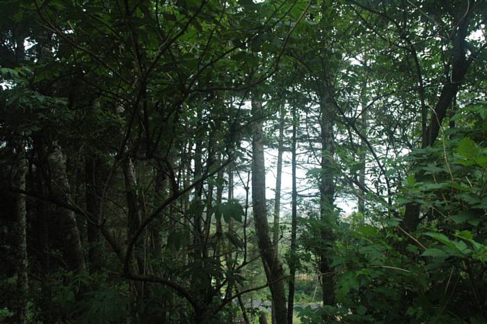 Beautiful Forest View from One of Our Creekside Yachats Lots for Sale