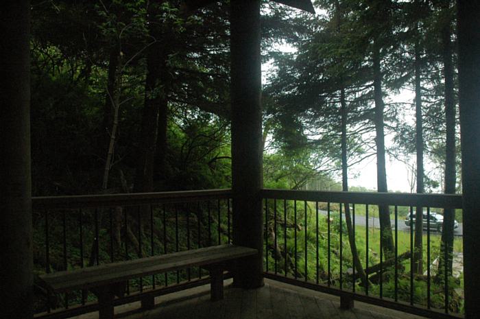 Beautiful Forest View from One of Our Creekside Yachats Lots for Sale
